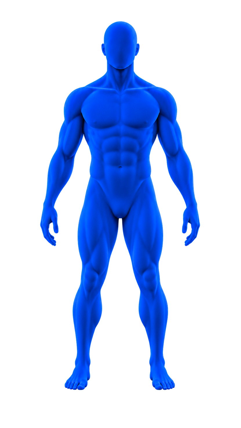 Male body highlighting six areas influenced by testosterone