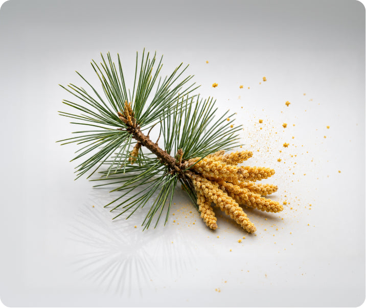 PINE POLLEN